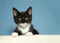 Portrait of black and white kitten Royalty Free Stock Photo