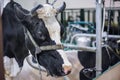 Milking cow at agricultural animal exhibition, trade show - close up Royalty Free Stock Photo