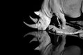 Portrait, black and white photo of black rhinoceros, Diceros bicornis, drinking from the waterhole in night. Rhino is reflected in Royalty Free Stock Photo