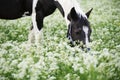 Portrait of black-white piebald horse grazing on blossom pasture Royalty Free Stock Photo