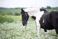 Portrait of black-white piebald horse grazing on blossom pasture Royalty Free Stock Photo