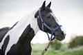 Portrait of black-white piebald horse grazing on blossom pasture