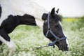 Portrait of black-white piebald horse grazing on blossom pasture Royalty Free Stock Photo