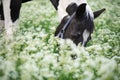 Portrait of black-white piebald horse grazing on blossom pasture. close up Royalty Free Stock Photo