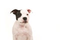 Portrait of a black and white pit bull terrier facing the camera Royalty Free Stock Photo