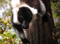 Portrait of black-and-white ruffed lemur aka Varecia variegata or Vari lemur at the tree, Atsinanana region, Madagascar Royalty Free Stock Photo