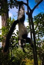 Portrait of black-and-white ruffed lemur aka Varecia variegata or Vari lemur at the tree, Atsinanana region, Madagascar Royalty Free Stock Photo