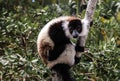 Portrait of black-and-white ruffed lemur aka Varecia variegata or Vari lemur at the tree, Atsinanana region, Madagascar Royalty Free Stock Photo