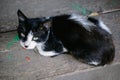 Portrait of black and white rural cat Royalty Free Stock Photo