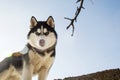 Portrait of black and white Siberian husky on the background of sky. Beautiful Siberian husky dog Royalty Free Stock Photo