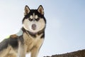 Portrait of black and white Siberian husky on the background of sky. Beautiful Siberian husky dog Royalty Free Stock Photo