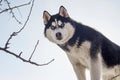 Portrait of black and white Siberian husky on the background of sky. Beautiful Siberian husky dog Royalty Free Stock Photo