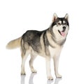 Black and white siberian Husky dog on white Royalty Free Stock Photo