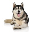 Black and white siberian Husky dog on white Royalty Free Stock Photo