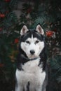 Beautiful Portrait of a black-white siberian husky dog in red rowan Royalty Free Stock Photo