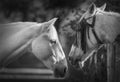 Portrait of two white horses in black and white Royalty Free Stock Photo