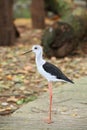 The portrait of Black-winged Stilt Royalty Free Stock Photo