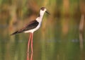 Portrait black-winged stilt Royalty Free Stock Photo