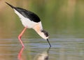 Portrait black-winged stilt in morning light Royalty Free Stock Photo