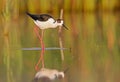 Portrait black-winged stilt in morning light Royalty Free Stock Photo