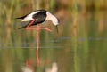 Portrait black-winged stilt Royalty Free Stock Photo