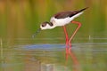 Portrait black-winged stilt Royalty Free Stock Photo