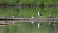 A portrait of Black-winged Stilt with youngs, standing on a tree trunk lying in the middle of the water surface. Royalty Free Stock Photo