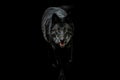 Portrait of black wolf with a black background