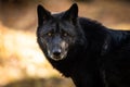 Portrait of black wolf in the forest