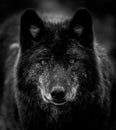 Portrait of a black wolf in the forest Royalty Free Stock Photo