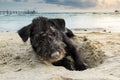 Portrait of a black yorkshire terrier on the beach, playing by dig sand with perfect twilight sky