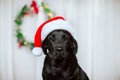 Portrait of black young Labrador retriever in Santa`s cap against white background with Christmas wreath Royalty Free Stock Photo