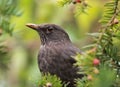 Portrait of a Blackbird