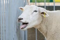 Portrait of a  bleating sheep Royalty Free Stock Photo