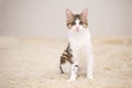 Portrait of a blind white and brown tabby cat sitting on a beige fleecy rug. Cute and affectionate rescued kitty, lost its eyes