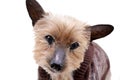 Portrait of a blind Yorkshire terrier