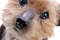 Portrait of a blind Yorkshire terrier