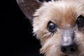 Portrait of a blind Yorkshire terrier