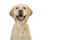 Portrait of a blond labrador retriever dog looking at the camera Royalty Free Stock Photo
