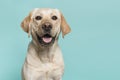 Portrait of a blond labrador retriever dog looking at the camera Royalty Free Stock Photo