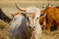 Portrait of Blonde Aquitaine breed cow in the meadow autumn field. Free grazing