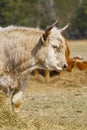 Portrait of Blonde Aquitaine breed cow in the meadow autumn field. Free grazing