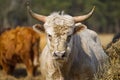 Portrait of Blonde Aquitaine breed cow in the meadow autumn field. Free grazing