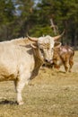 Portrait of Blonde Aquitaine breed cow in the meadow autumn field. Free grazing