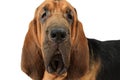 Portrait of Bloodhound dog Royalty Free Stock Photo