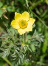 Portrait of blooming yellow pulsatilla in alpine valley Pfossental in National Park `Texelgruppe`, Schnalstal / SÃÂ¼dtirol, Italy Royalty Free Stock Photo