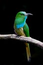 Portrait of Blue-bearded Bee-eater