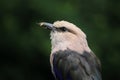 Portrait of a blue-bellied roller Royalty Free Stock Photo