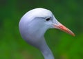 Portrait of blue crane bird Royalty Free Stock Photo