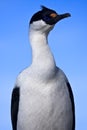 Portrait of blue-eyed bird